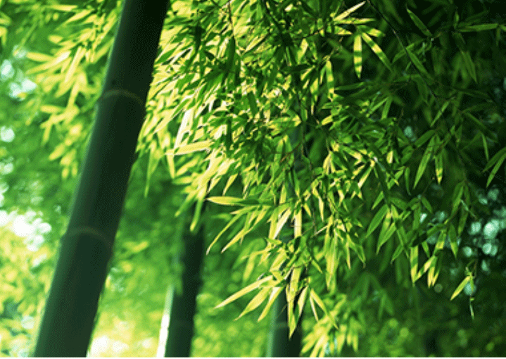 开云手机在线登陆入口